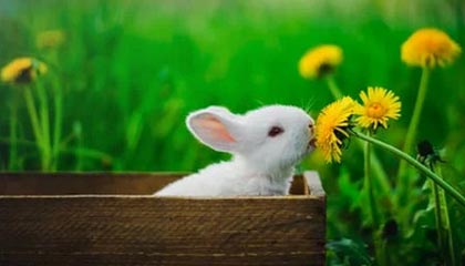 英格兰队欧洲杯初选名单：凯恩领衔拉什福德落选